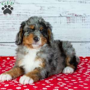 Benson, Bernedoodle Puppy